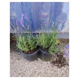 Two English lavender