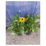 Two black-eyed susans