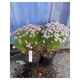 Two candy sorbit candytuft