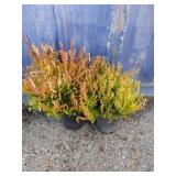 2 Calluna vulgaris