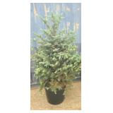 5' Colorado blue spruce tree