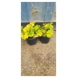 2 orange flower