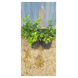 2 Purple winter creeper