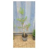 3' Scotch pine