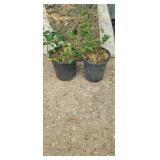 2 Purple Winter creeper