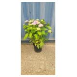 2' Hydrangea