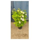 2' Hydrangea