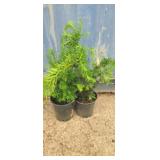 2 Japanese yew