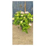 2' Hydrangea