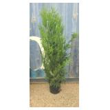 5' viresceus Western red cedar
