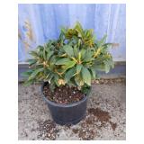 Rhododendron 3 gallon