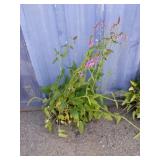 2 betonica plant
