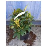 Rhododendron