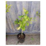 2'6 maidenhair tree