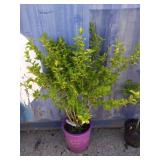 3' hibiscus