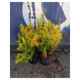 2 golden barberry