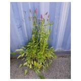 2 betonica plant