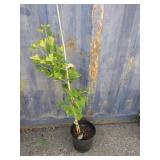 3' maidenhair tree