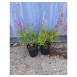 2 Salvia lipstick