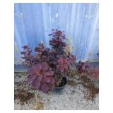 2 purple smoke bush