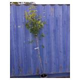 7' tupelo Tower tree
