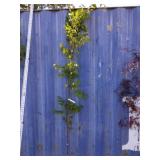 8' frans Fontaine hornbeam tree