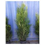 5' viresceus Western red cedar