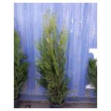 5' viresceus Western red cedar