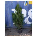 4' viresceus Western red cedar