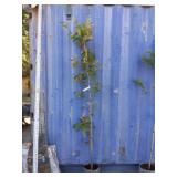7' ironwood tree