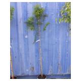 6' Urban spire metasequoia
