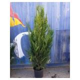 5' viresceus Western red cedar