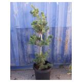 5' Blue Japanese white pine