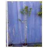 6' Urban spire metasequoia