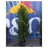 5' viresceus Western red cedar