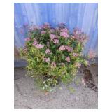 2 gallon Spiraea Anthony waterer