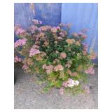 2 gallon Spiraea Anthony waterer