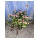 2 gallon Spiraea Anthony waterer