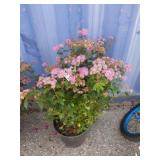 2 gallon Spiraea Anthony waterer
