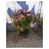 2 gallon Spiraea Anthony waterer