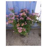 2 gallon Spiraea Anthony waterer