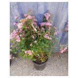 2 gallon Spiraea Anthony waterer