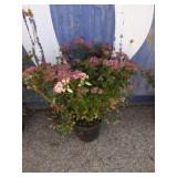 2 gallon Spiraea Anthony waterer