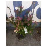 2 gallon Spiraea Anthony waterer