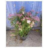 2 gallon Spiraea Anthony waterer