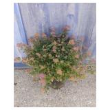 2 gallon Spiraea Anthony waterer