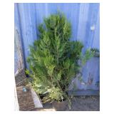 4' viresceus Western red cedar