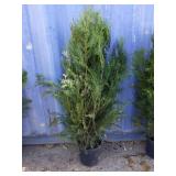 4' virus Western red cedar
