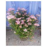 2 gallon Spiraea Anthony waterer