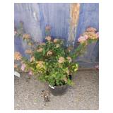 2 gallon Spiraea Anthony waterer